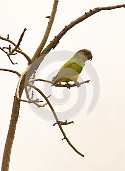 A Senegal Parrot