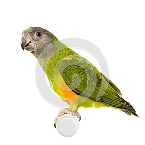 Senegal Parrot photo