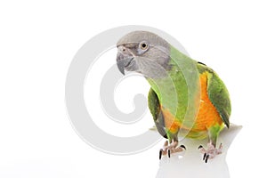 Senegal Parrot