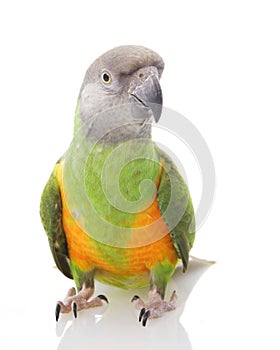 Senegal Parrot