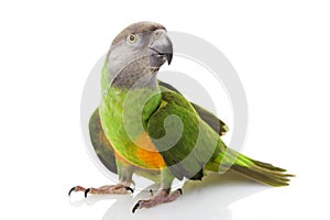 Senegal Parrot photo