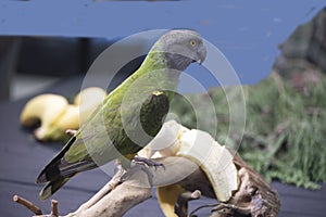 Senegal Parrot with banana on a blue background.