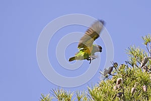 Senegal Parrot Flying