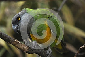 The Senegal parrot Poicephalus senegalus.