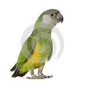 Senegal Parrot - Poicephalus senegalus photo