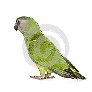 Senegal Parrot - Poicephalus senegalus