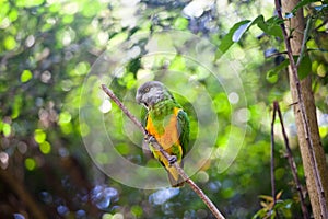 Senegal parrot or Poicephalus senegalus sitting on green tree background close up