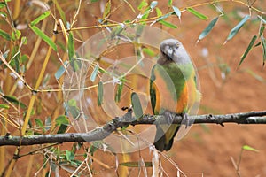 Senegal parrot