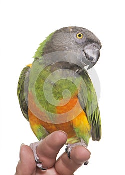 Senegal parrot in studio