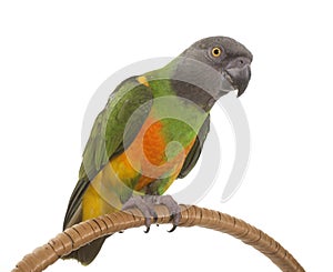 Senegal parrot in studio