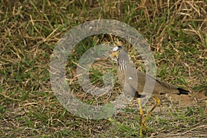 Senegal plover