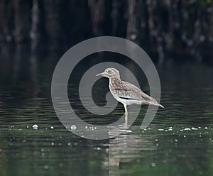 Senegal Thick-knee