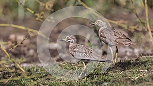 Senegal thick-knees Walking on Meadow