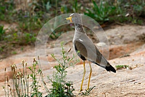 Senegal Wattled Plover photo