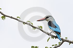 Senegalese IJsvogel, Woodland Kingfisher, Halcyon senegalensis