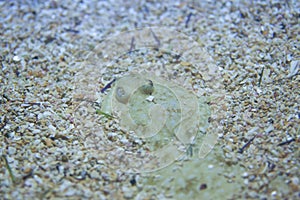 Senegalese sole (Solea senegalensis). photo