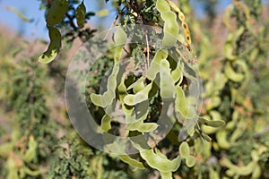 SENEGALIA GREGGII FRUIT - JOSHUA TREE NP - 072020 B photo
