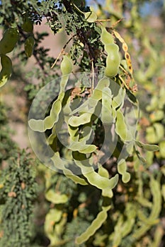 SENEGALIA GREGGII FRUIT - JOSHUA TREE NP - 072020 C photo