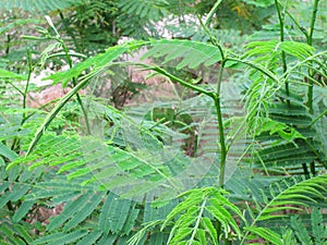 Senegalia Pennata (Cha-om, Acacia, Climbing Wattle ), green vegetable have Uric Acid