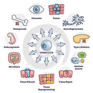 Senescence cell aging problem with human health risks in outline diagram photo
