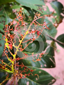 senescence falling leaf