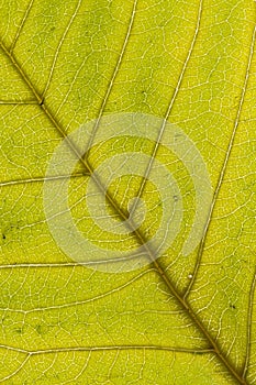 Senescent Cherry Leaf