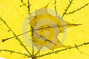 Senescent Maple Leaf