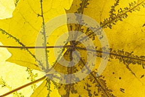 Senescent Maple Leaves