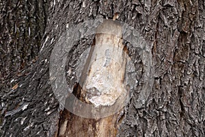 Senescent trees started to dry, dead wood, dried tree bark