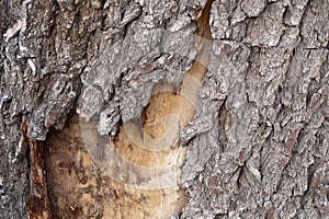 Senescent trees started to dry, dead wood, dried tree bark