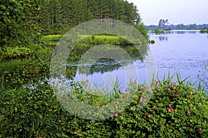 Seney Pool Scenic with  Roses  49399