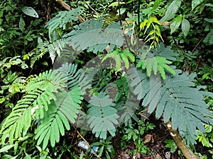 Sengon leaves, Albizia chinensis grow abundantly in tropical rainforests in Kediri Regency, East Java, Indonesia