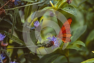 Senic view of a garden flower with a butterfly photo