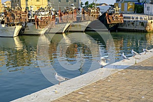 Senigallia, Italy: Old ships in the port in the morning, and a line of seagulls sitting opposite of them.