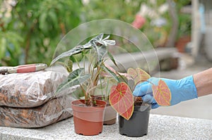 Senile man hand wear glove planting small plant as a hobby,house plants enable seniors to stay active while bringing the nature in