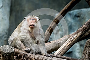 Senile Monkey sitting on branch
