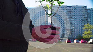 Senior activist holding young tree in the city