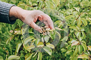 Senior adult  picking vegetable from backyard garden