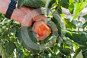 Senior adult farmer picking a ripe tomato from his home garden