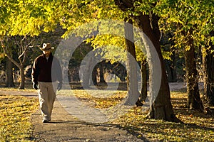 Senior Adult Male Walks Alone Under Fall Leaves In