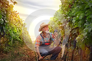 Senior adult man harvesting wine grape at vineyard