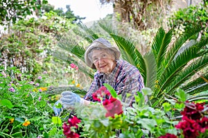 Senior adult woman continues to garden well into her golden years