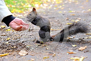 Senior adults feeding a little funny squirrel  in the park in spring. Wild animals, lend a hand theme.  Close up