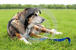 Senior Aged German Shepherd Border Collie Mix Breed Rescue Dog L