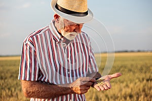Senior agronomist or farmer examining wheat seed quality in the field