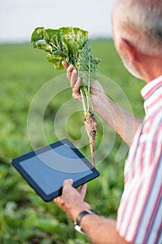 Senior agronomist or farmer examining young sugar beet plant in field
