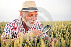 Senior agronomist or farmer looking for parasites on wheat plants before the harvest