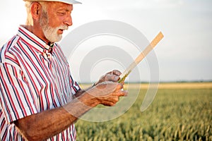 Senior agronomist or farmer measuring wheat beads before the harvest