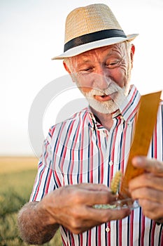 Senior agronomist or farmer measuring wheat beads before the harvest