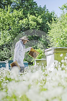 Senior apiarist in apiary making inspection